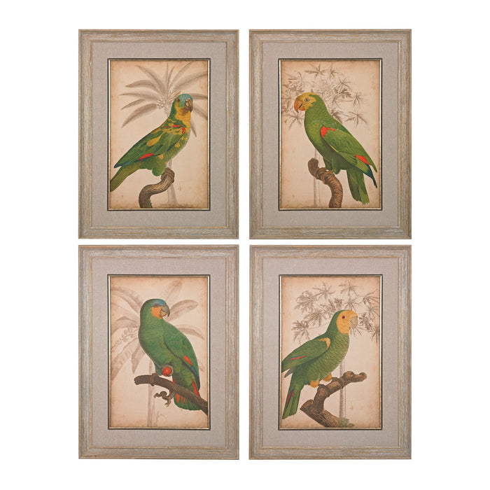 Parrot and Palm I, II, III, IV - Fine Art Giclee under Glass