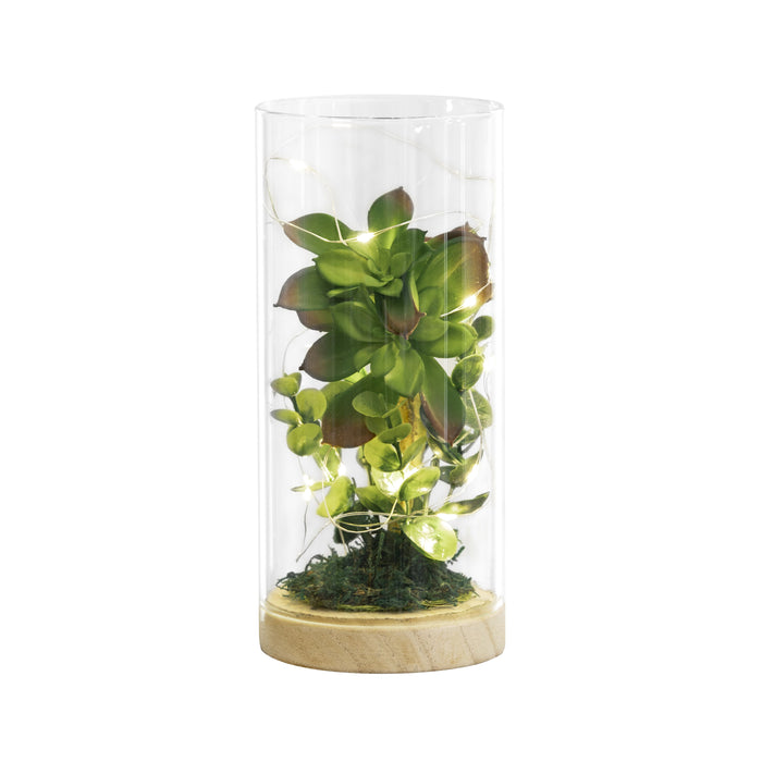 Luna Lighting Terrarium